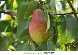 Attēlu rezultāti vaicājumam “Pyrus communis leaf”