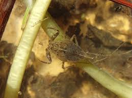 Attēlu rezultāti vaicājumam “Nepa cinerea nymph”