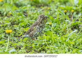 Attēlu rezultāti vaicājumam “Turdus philomelos adult”