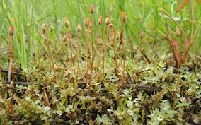 Attēlu rezultāti vaicājumam “Cinclidium stygium”