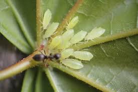 Attēlu rezultāti vaicājumam “Drepanosiphum platanoidis exuvia”