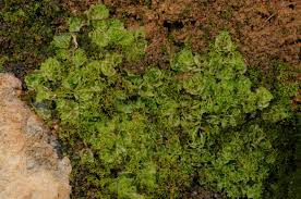 Attēlu rezultāti vaicājumam “Fossombronia wondraczekii”