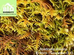 Attēlu rezultāti vaicājumam “Abietinella abietina”