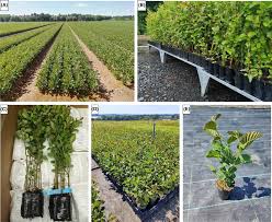 Attēlu rezultāti vaicājumam “Symphytocarpus flaccidus young”