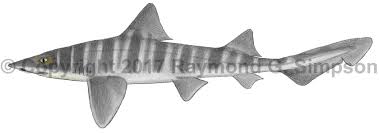 Image result for Mustelus mustelus