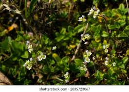 Attēlu rezultāti vaicājumam “Erophila verna flower”