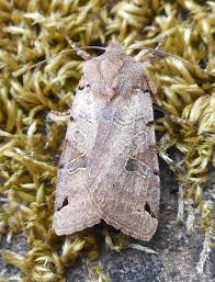 Attēlu rezultāti vaicājumam “Agrochola litura”