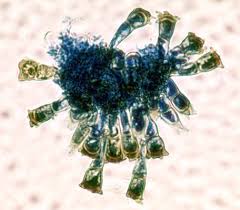 Attēlu rezultāti vaicājumam “Puccinia agrostidis”