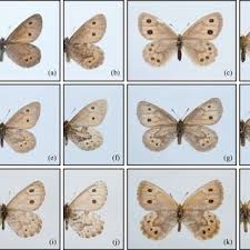 Attēlu rezultāti vaicājumam “Oeneis jutta underside”