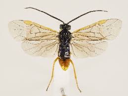 Attēlu rezultāti vaicājumam “Euura pedunculi”