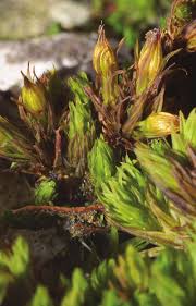 Attēlu rezultāti vaicājumam “Orthotrichum cupulatum var. riparium sporophyte”
