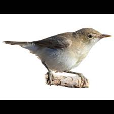 Attēlu rezultāti vaicājumam “Enteridium olivaceum young”