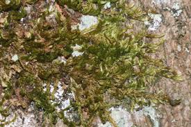 Attēlu rezultāti vaicājumam “Platygyrium repens”