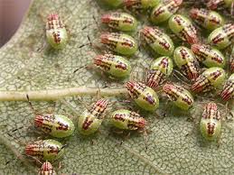 Attēlu rezultāti vaicājumam “Elasmucha grisea imago”