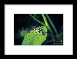 Attēlu rezultāti vaicājumam “Tenthredinidae”