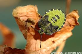 Attēlu rezultāti vaicājumam “Palomena prasina”