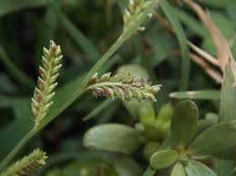 Attēlu rezultāti vaicājumam “Echinochloa crus-galli leaf”