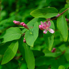 Attēlu rezultāti vaicājumam “Lonicera tatarica flower”