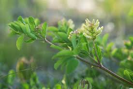 Attēlu rezultāti vaicājumam “Astragalus glycyphyllos flower”
