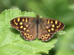 Attēlu rezultāti vaicājumam “Pararge aegeria upperside”