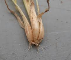 Attēlu rezultāti vaicājumam “Poa remota bud”