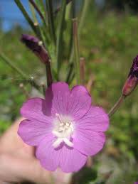 Attēlu rezultāti vaicājumam “Epilobium hirsutum flower”