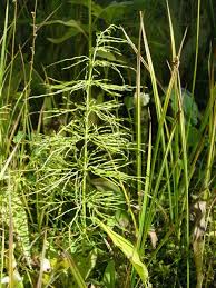 Attēlu rezultāti vaicājumam “Equisetum sylvaticum”