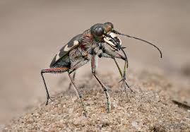 Attēlu rezultāti vaicājumam “Cicindela hybrida”