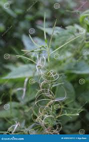 Attēlu rezultāti vaicājumam “Epilobium roseum”