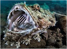 Image result for Lophius americanus