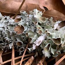 Attēlu rezultāti vaicājumam “Arcyria affinis young”