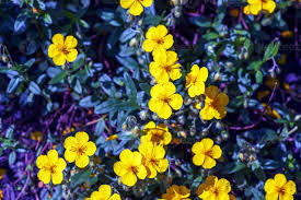 Attēlu rezultāti vaicājumam “Helianthemum nummularium”