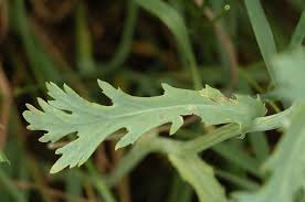 Image result for Chrysanthemum segetum