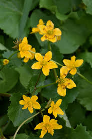 Attēlu rezultāti vaicājumam “Caltha palustris flower”