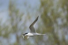 Attēlu rezultāti vaicājumam “Sterna sandvicensis”