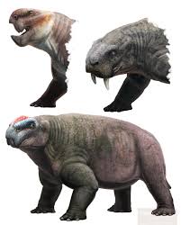 Attēlu rezultāti vaicājumam “Diderma roanense macro”