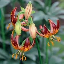 Image result for Lilium martagon `Arabian Night`