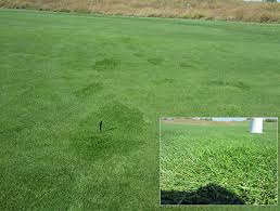 Attēlu rezultāti vaicājumam “Poa trivialis”