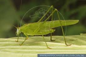 Attēlu rezultāti vaicājumam “Phaneroptera falcata”