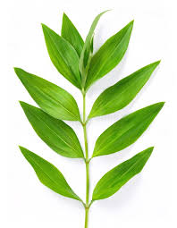 Attēlu rezultāti vaicājumam “Polygonum aviculare leaf”