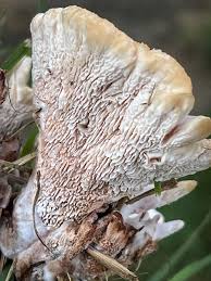 Attēlu rezultāti vaicājumam “Abortiporus biennis”