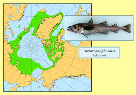 Image result for Arctogadus glacialis