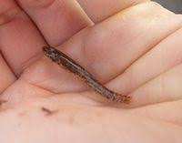 Attēlu rezultāti vaicājumam “Barbatula barbatula”