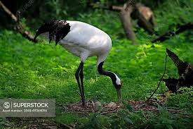 Attēlu rezultāti vaicājumam “Grus grus nest”