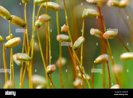 Attēlu rezultāti vaicājumam “Polytrichum formosum”