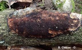 Attēlu rezultāti vaicājumam “Dichomitus campestris”