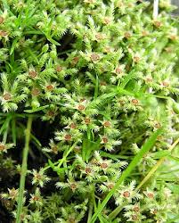 Attēlu rezultāti vaicājumam “Philonotis fontana sporophyte”