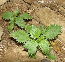 Attēlu rezultāti vaicājumam “Urtica urens leaf”