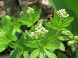 Attēlu rezultāti vaicājumam “Galium odoratum bud”