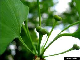 Attēlu rezultāti vaicājumam “Ginkgo biloba female flower”